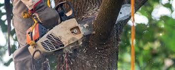 Why Choose Our Tree Removal Services in Matawan, NJ?