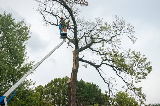 Tree and Shrub Care in Matawan, NJ